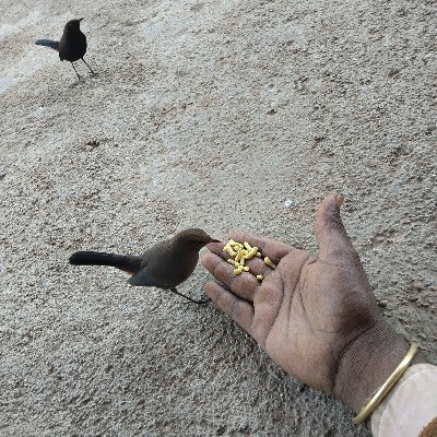 મનજીભાઈ કાળુભાઇ "મનરવ"