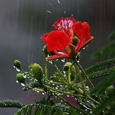 വാകപൂ Gulmohar