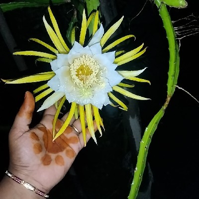 Hema Kareti "Gayatri lakshya"