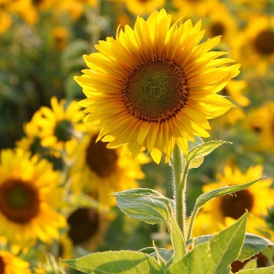 𝕀𝕄𝔸🌻 𝕊𝔸ℕ𝕌