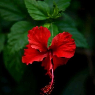 ദക്ഷ ❤️