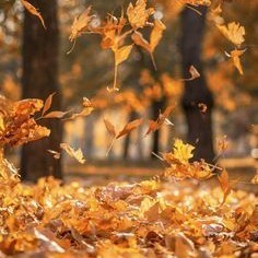 ঝরাপাতা 🍁