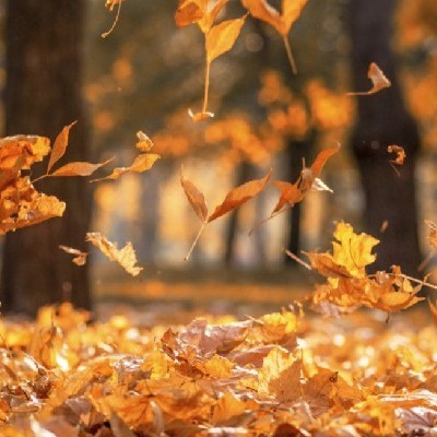 ঝরা পাতা 🍃🍁