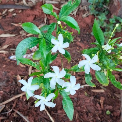 kusum ranganath "ಕುಸುಮ್ ರಂಗನಾಥ"