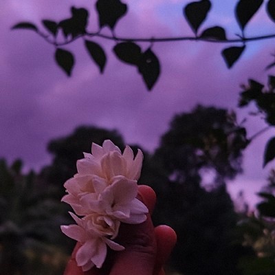 𝗣𝗥𝗔𝗗𝗡𝗬𝗔 𝗖𝗛𝗔𝗩𝗔𝗡 "सोनचाफा 🌼☘️"