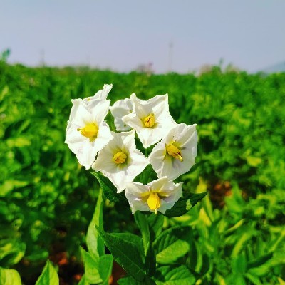 सूरज मिंज