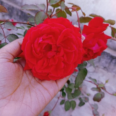 Khushboo Samariya "✨"