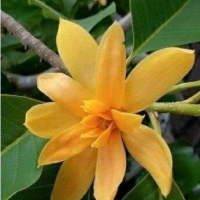 सचिन अरमरे "Sachu"