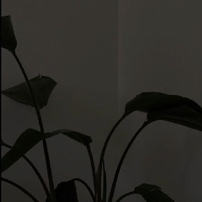 Black Lover