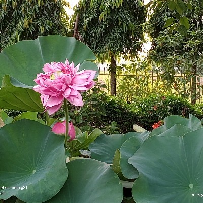 ইন্দ্রানী চক্রবর্তী "নন্দিনী"