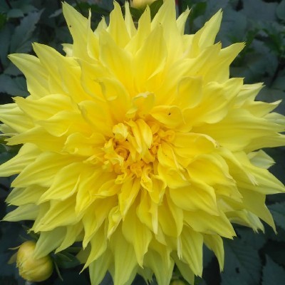 চিরশ্ৰী ক্যানভাস