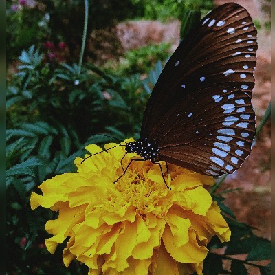 അനുകൃപ