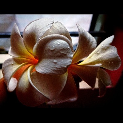 পায়েল 🙂