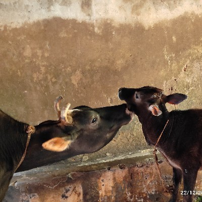 ಶ್ರೀರಕ್ಷಾ ಭಟ್ಟ