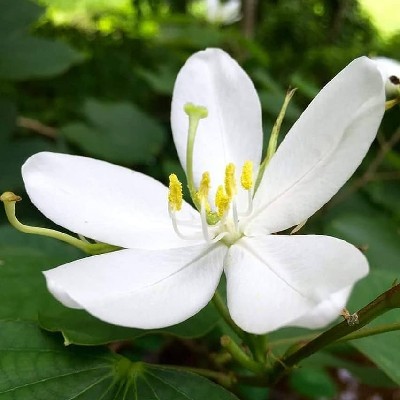 പ്രിയ പ്രണവ് "വെള്ള മന്ദാരം"