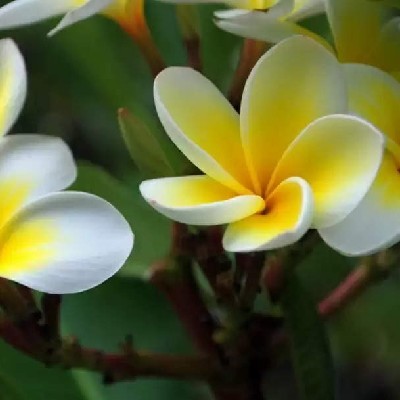 Sreelekha Sasidharan കണ്ണന്റെ രാധ കണ്ണന്റെ രാധ "കണ്ണന്റെ രാധ"