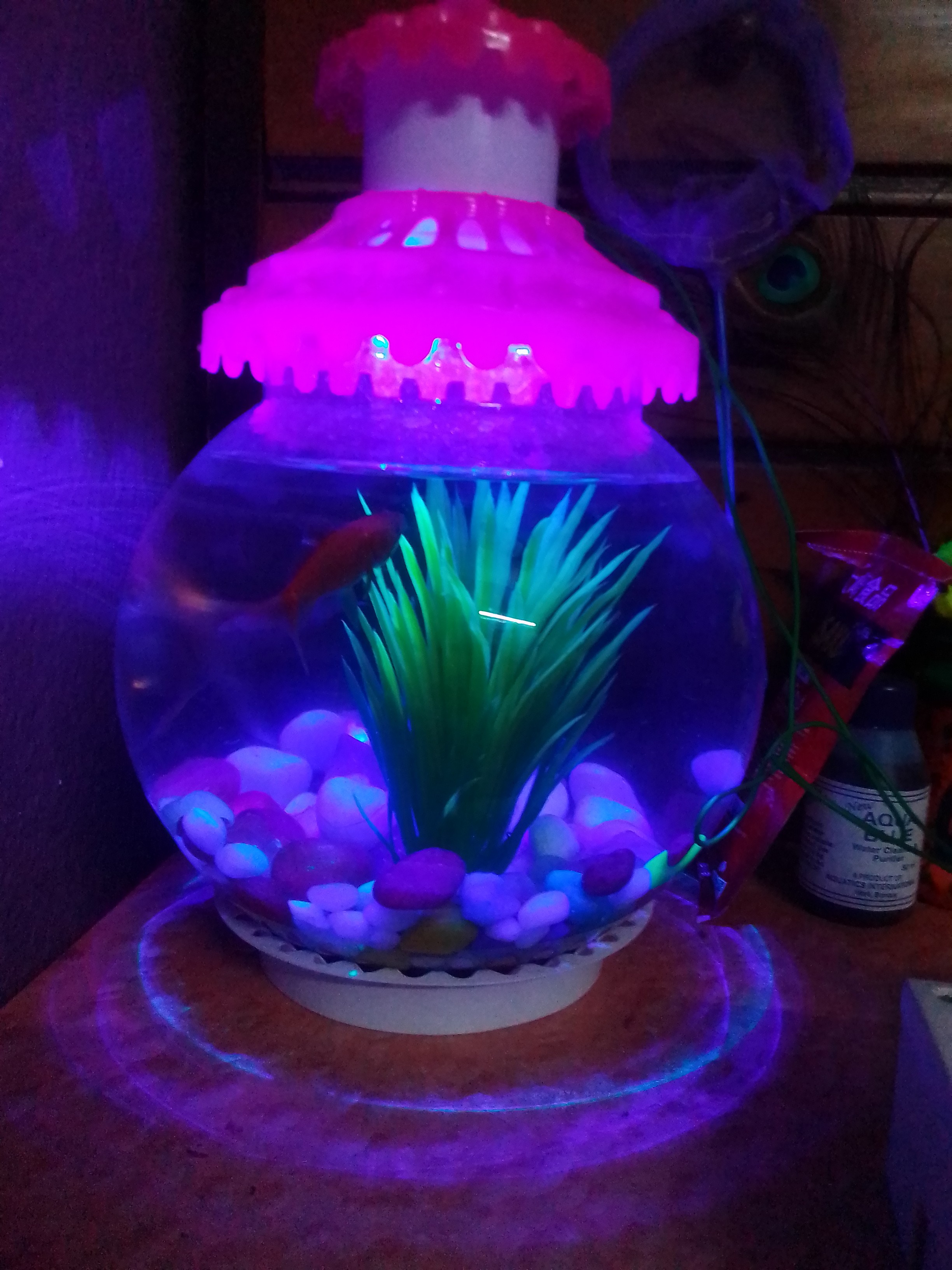 Dishagni Mukherjee "Caterpillar"