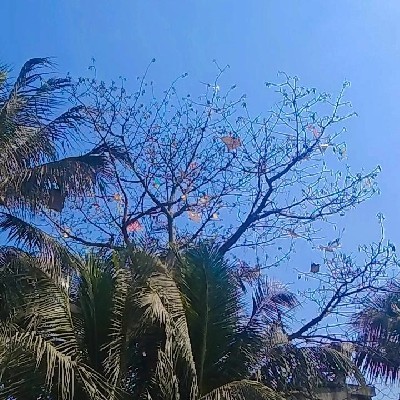 Diya Islam