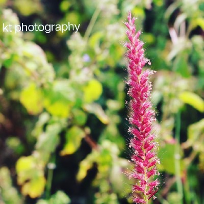 Kittu "Unknown writer willing to be known"