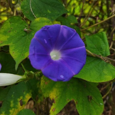 ইচ্ছে ডানা ✨🌻