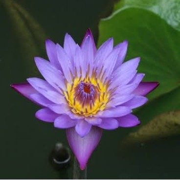 ನೈದಿಲೆ "ಸೀತೆ"