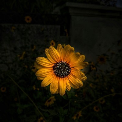 তমসা দাস "গল্পের মায়া"