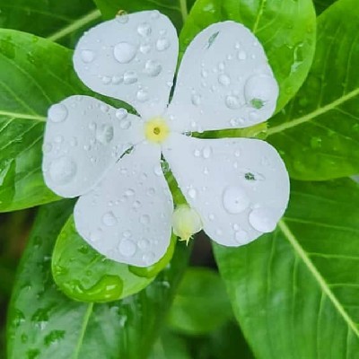 নির্জনতা বিলাসী