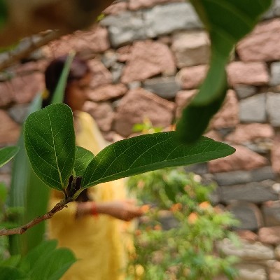 ಮುದ್ದಾದ ನವಿಲುಗರಿ ✍️✍️