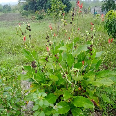 Vaishali Baghe