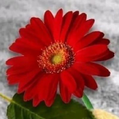 Sr Saagar