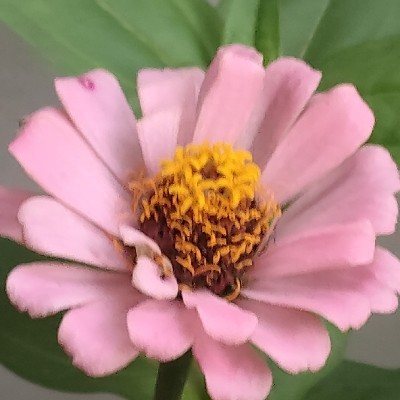 Sudha Rachuri