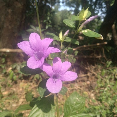 अप्पु "❤❤ अप्पु  ❤❤"