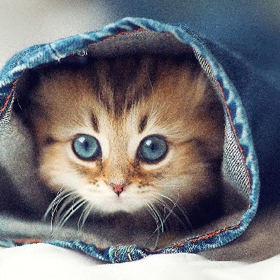 Shenza __ Sanu 💙 "𝔸𝔾𝕃🧚‍♀️"