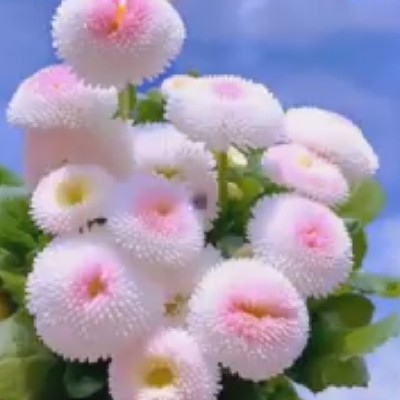 ❣️❣️( বৃষ্টিঅরণ্য )❣️❣️