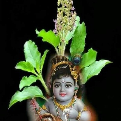ಕೃಷ್ಣ ತುಳಸಿ