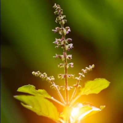 ಕೃಷ್ಣ ತುಳಸಿ