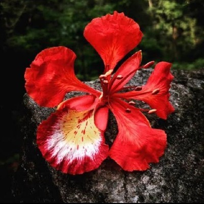 Vaaka Alamy "Vaaka alamy"