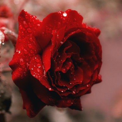 पायल 💖💖