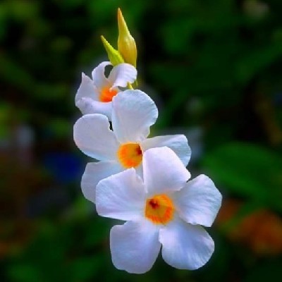 Shima Akter "Bhuiyan (সিলি)"