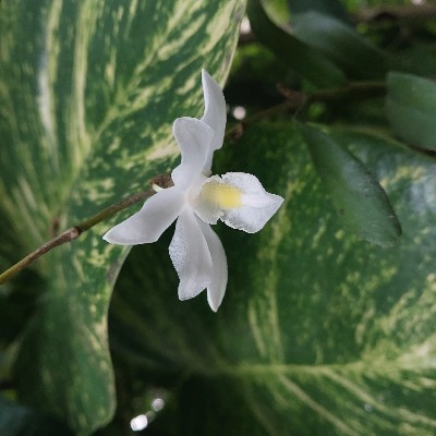 അന്നമ്മ ചെറിയാൻ "മീനാക്ഷി"