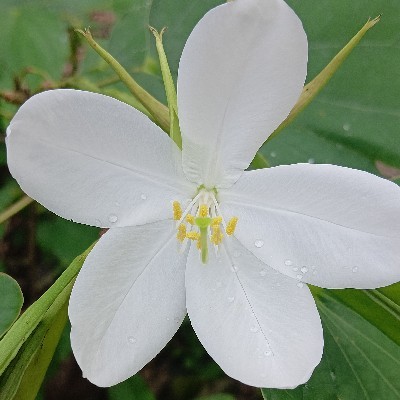 ഒറ്റ മന്ദാരം "ഒറ്റമന്ദാരം"