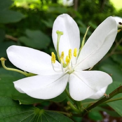 ഒറ്റ മന്ദാരം