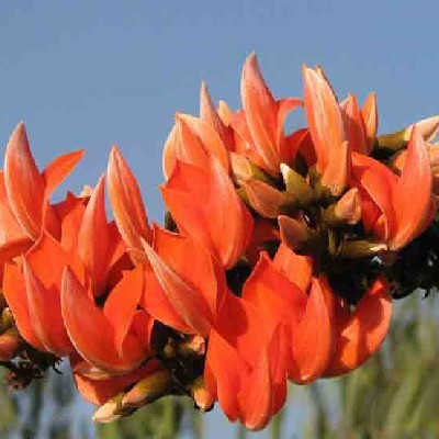 পলাশ ফুলের প্রেমিকা 💞