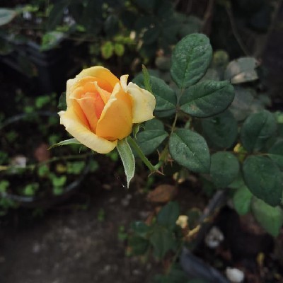 শর্মিষ্ঠা সাহু "শর্মি💞"