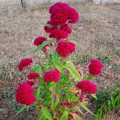 🌸অনু🌸