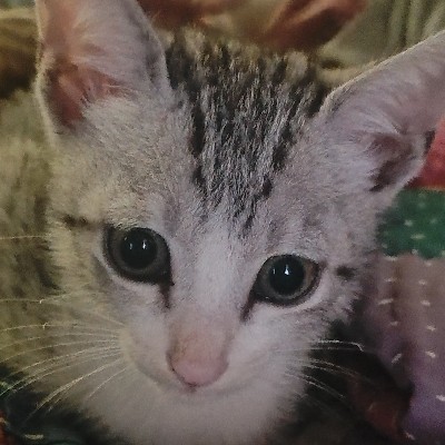 ಶಯಂದಾ ಬಸವರಾಜ್