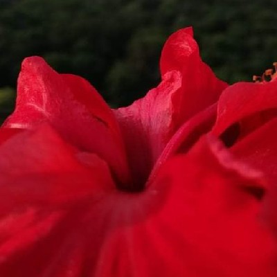 লাল গোলাপ
