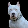Tyson The Bully "Guri"