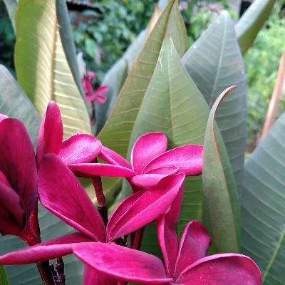 মেঘবালিকা নাবিলা সরকার "Megh"