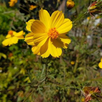 Smita ♓ "শুচি"